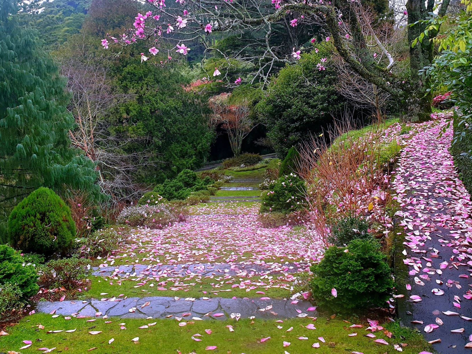 Picture from the garden