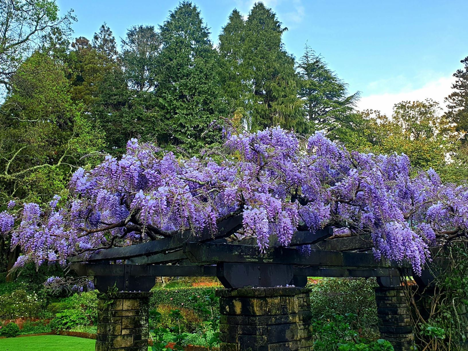 Picture from the garden