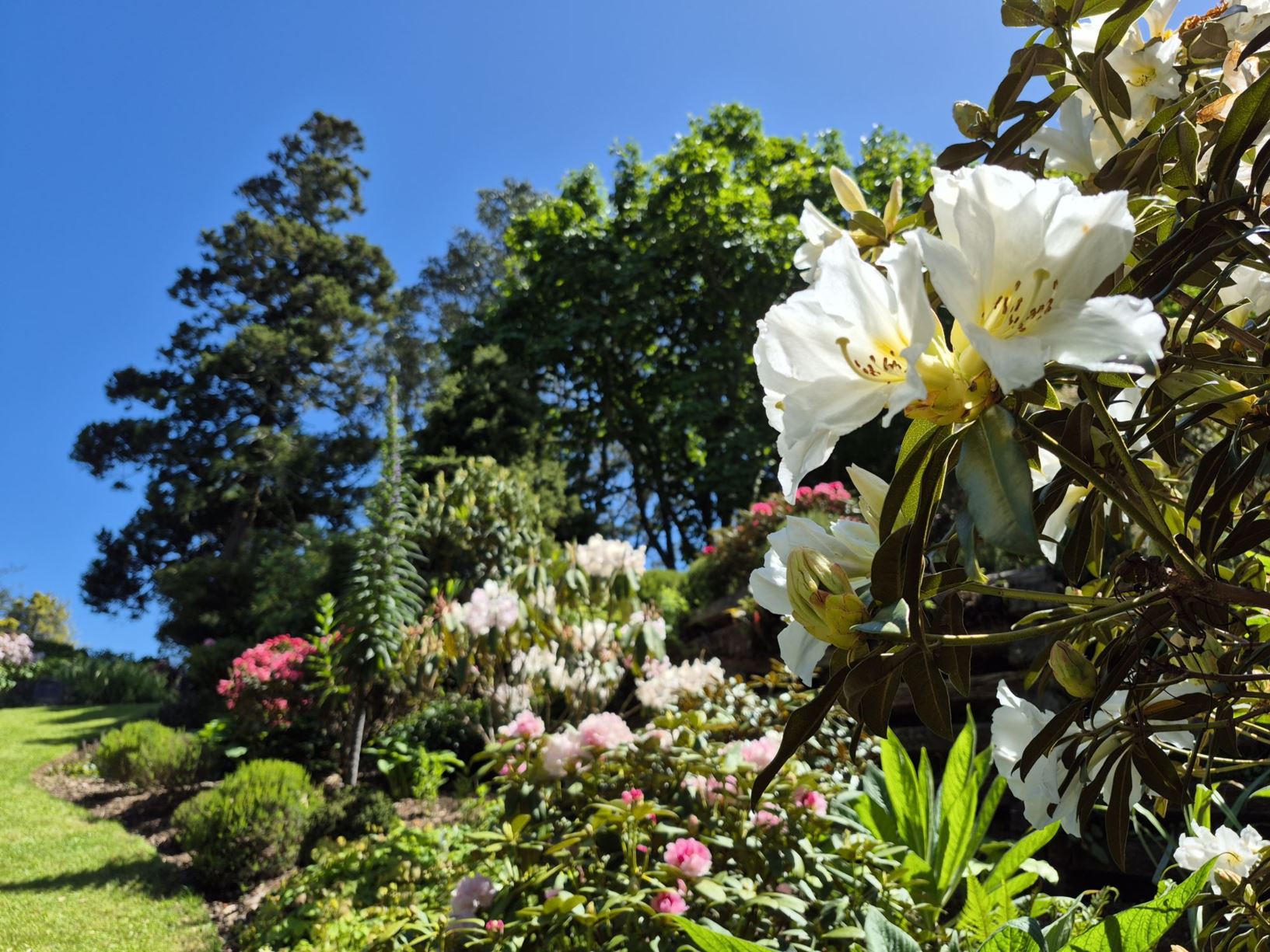 Picture from the garden