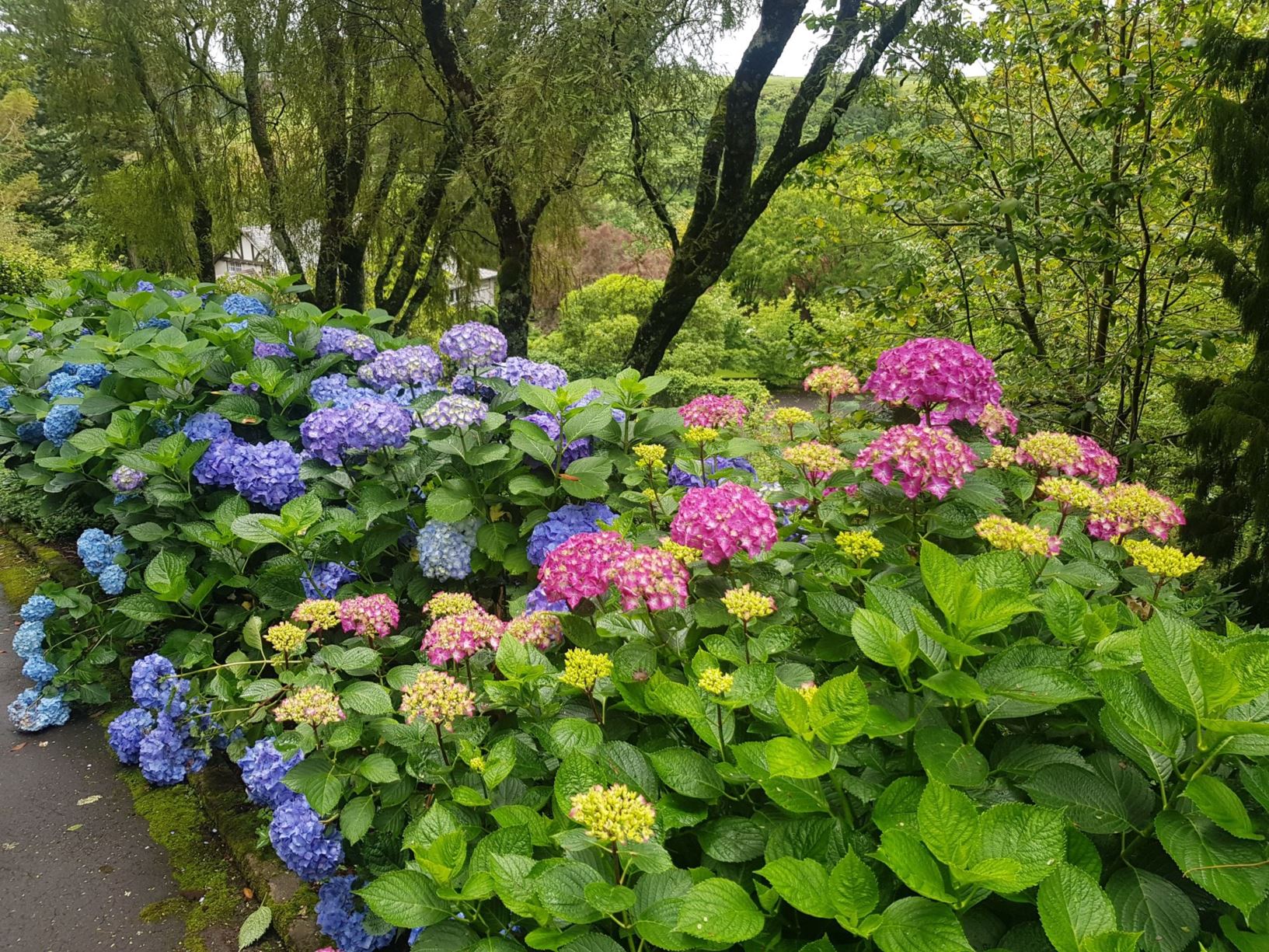 Picture from the garden