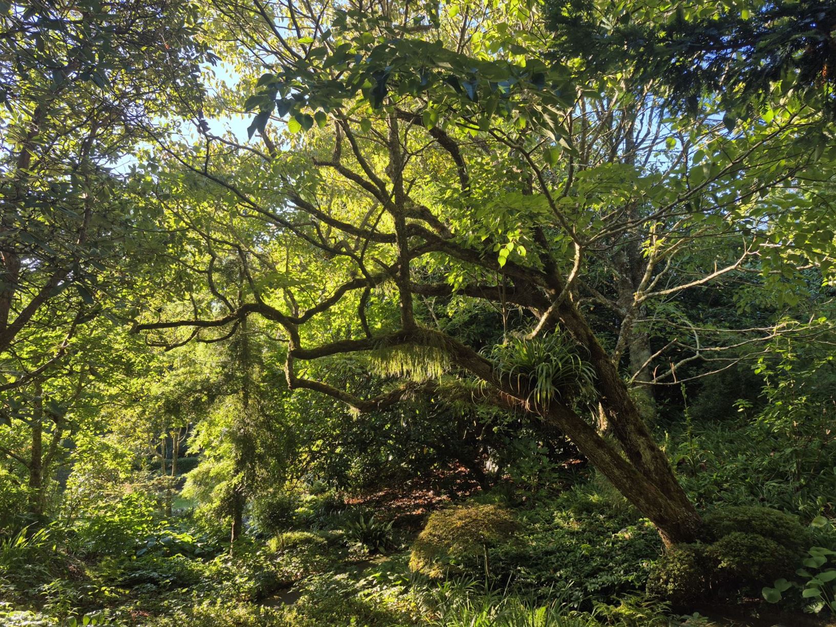 Picture from the garden