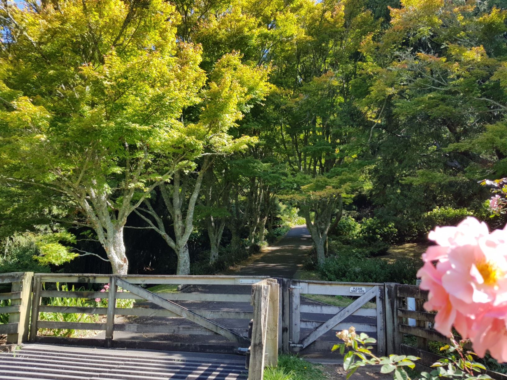 Picture from the garden