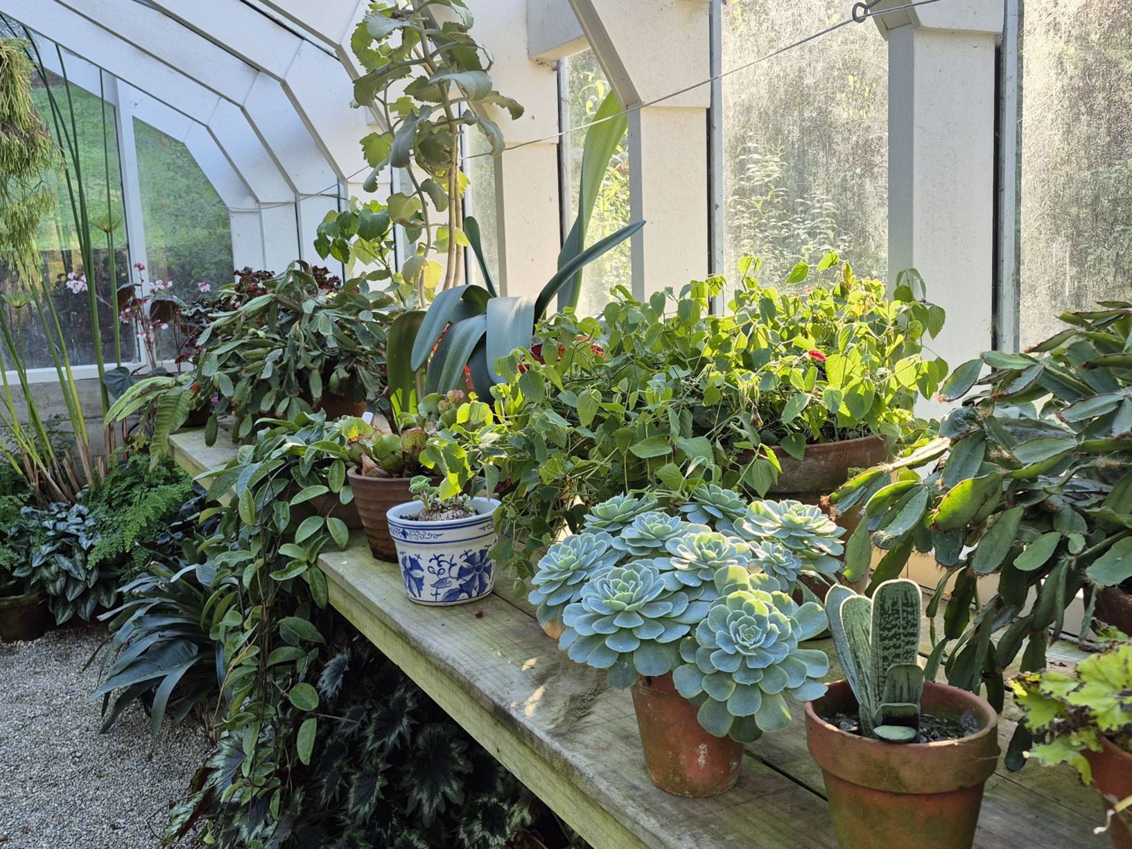 Picture from the garden