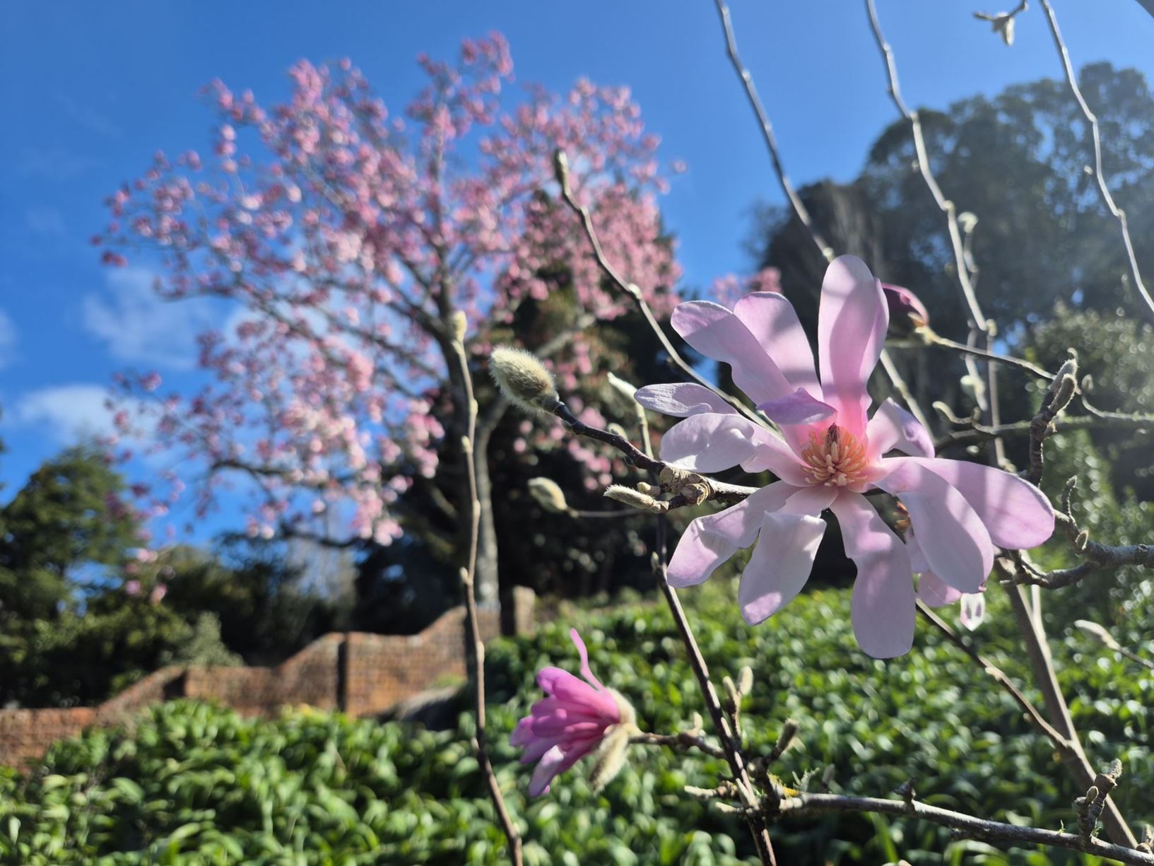 Picture from the garden